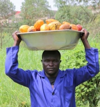 21/02/2020  Les producteurs de cacao en Cte d'Ivoire font de la rtention, attendant le DRD en octobre